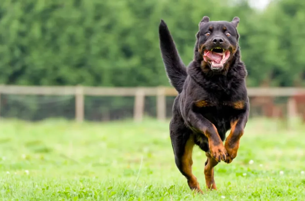 Atlanta Dog Bite Laws: What You Need to Know